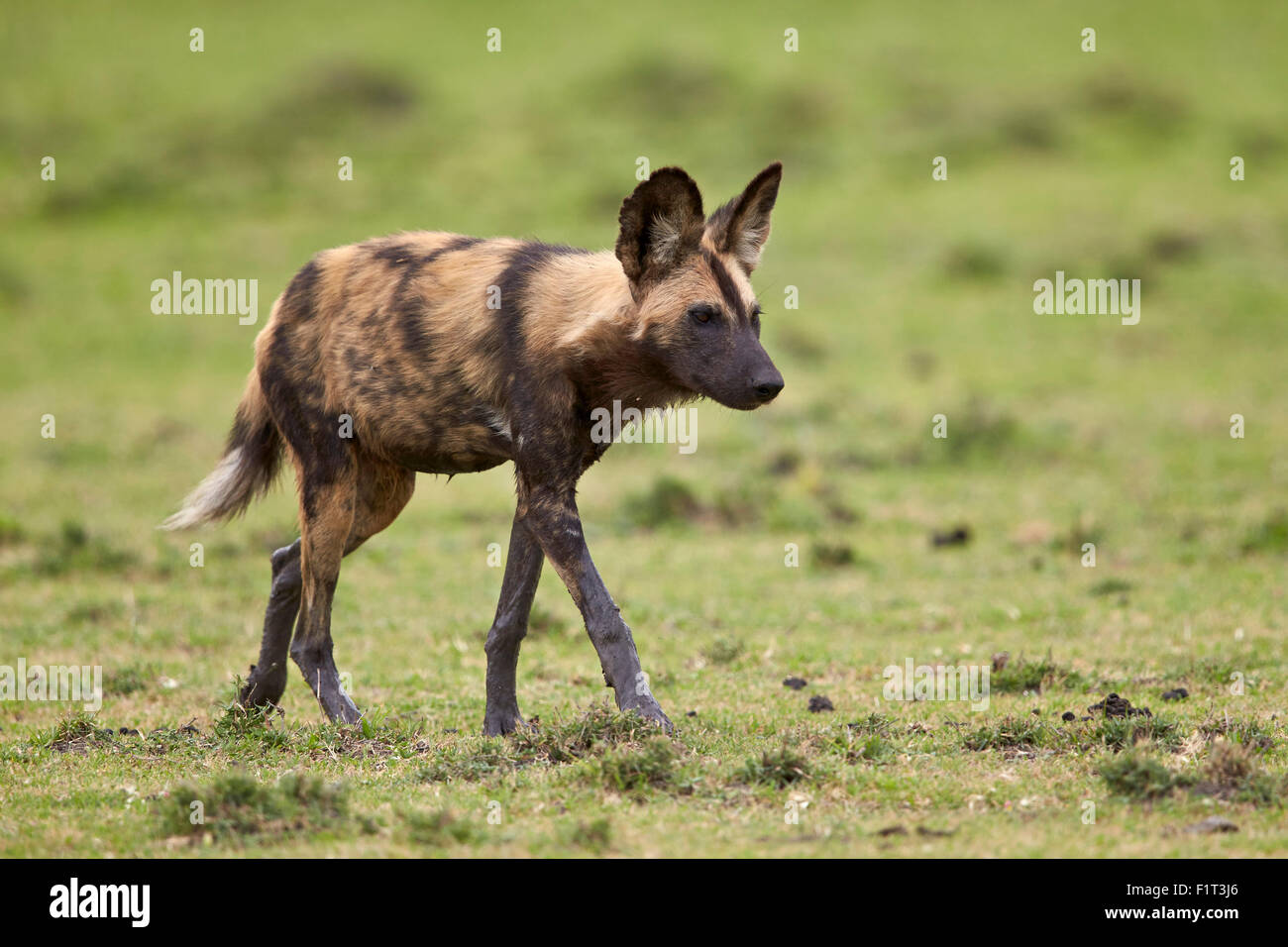 African wild dog (African hunting dog) (Cape hunting dog) (Lycaon pictus), Ngorongoro Conservation Area, Serengeti, Tanzania Stock Photo