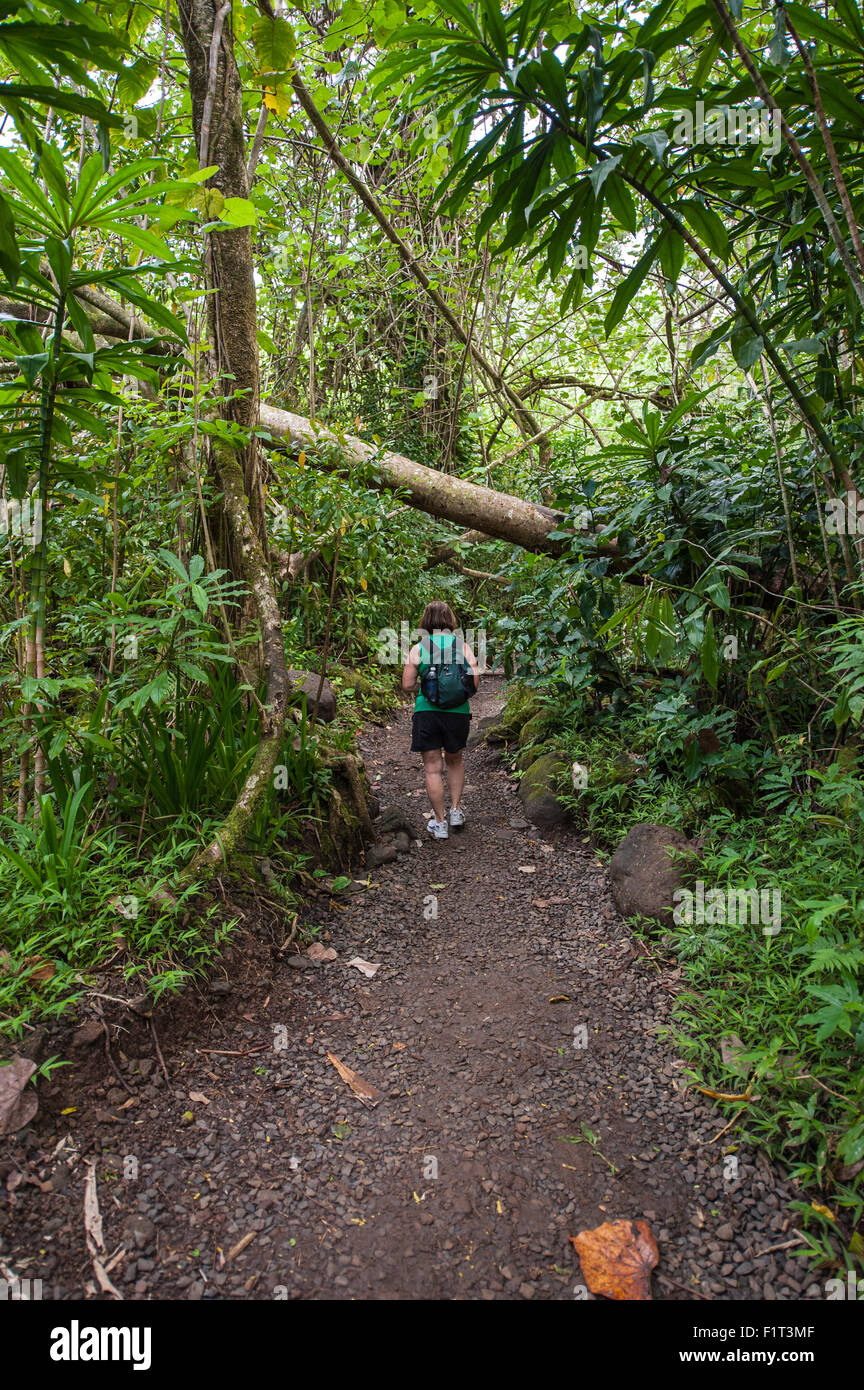 Hiking Manoa Falls Trail, Honolulu, Oahu, Hawaii, United States of America, Pacific Stock Photo