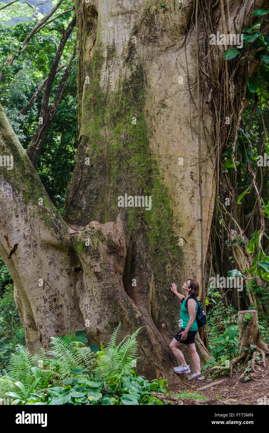 Hiking Manoa Falls Trail, Honolulu, Oahu, Hawaii, United States of America, Pacific Stock Photo