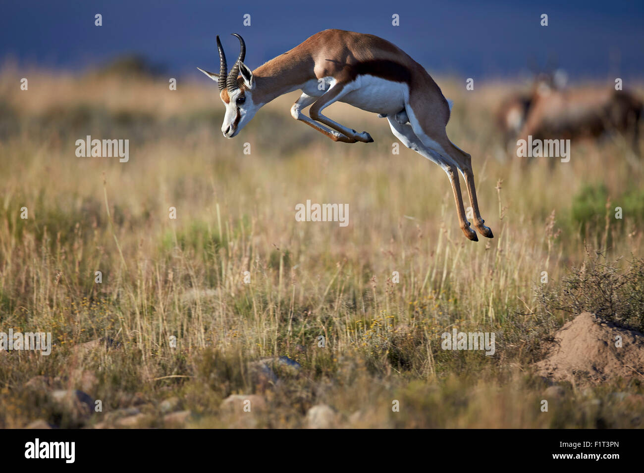 Springbok (Antidorcas marsupialis) buck springing or jumping, Mountain Zebra National Park, South Africa, Africa Stock Photo