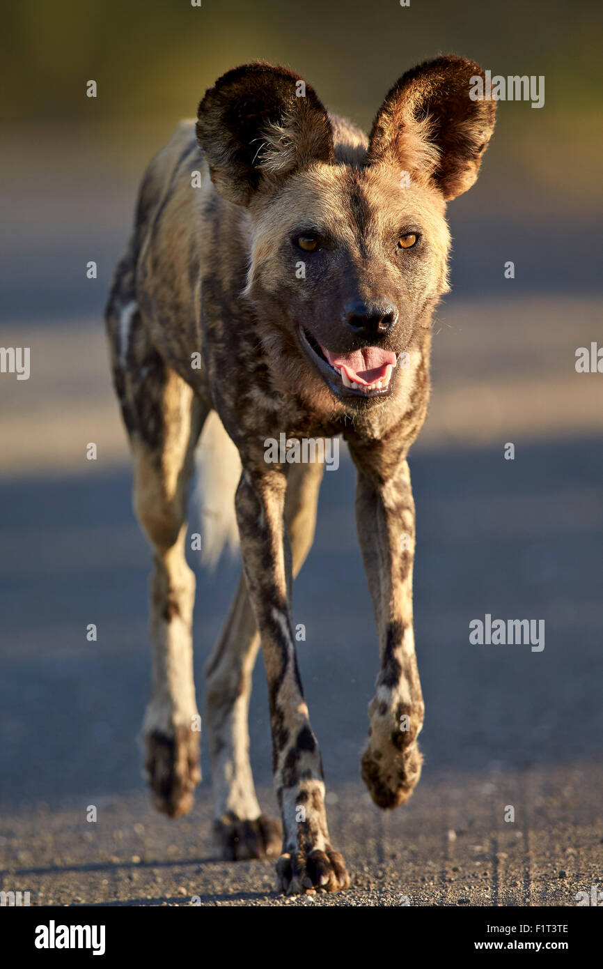 African wild dog (African hunting dog) (Cape hunting dog) (Lycaon pictus) running, Kruger National Park, South Africa, Africa Stock Photo
