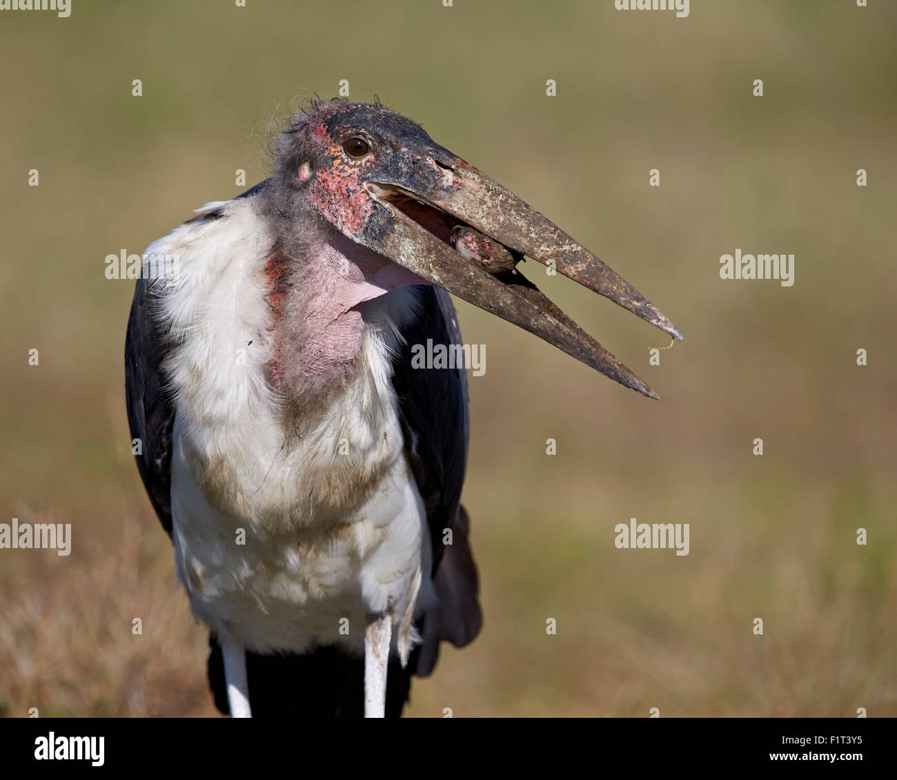 Marabou stork (Leptoptilos crumeniferus), Ngorongoro Conservation Area, UNESCO World Heritage Site, Serengeti, Tanzania Stock Photo