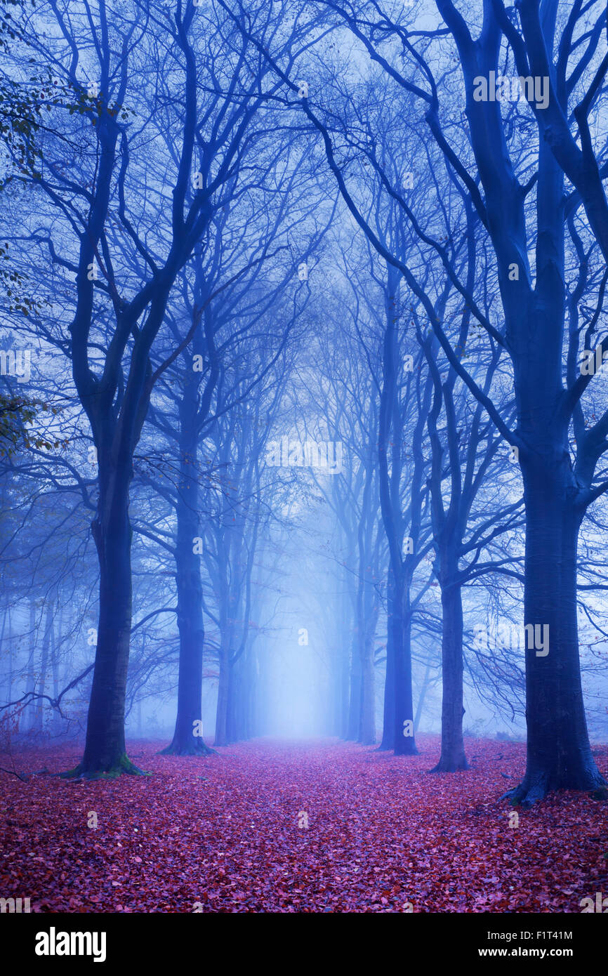 A path in a dark and foggy forest. Photographed at dawn. Stock Photo