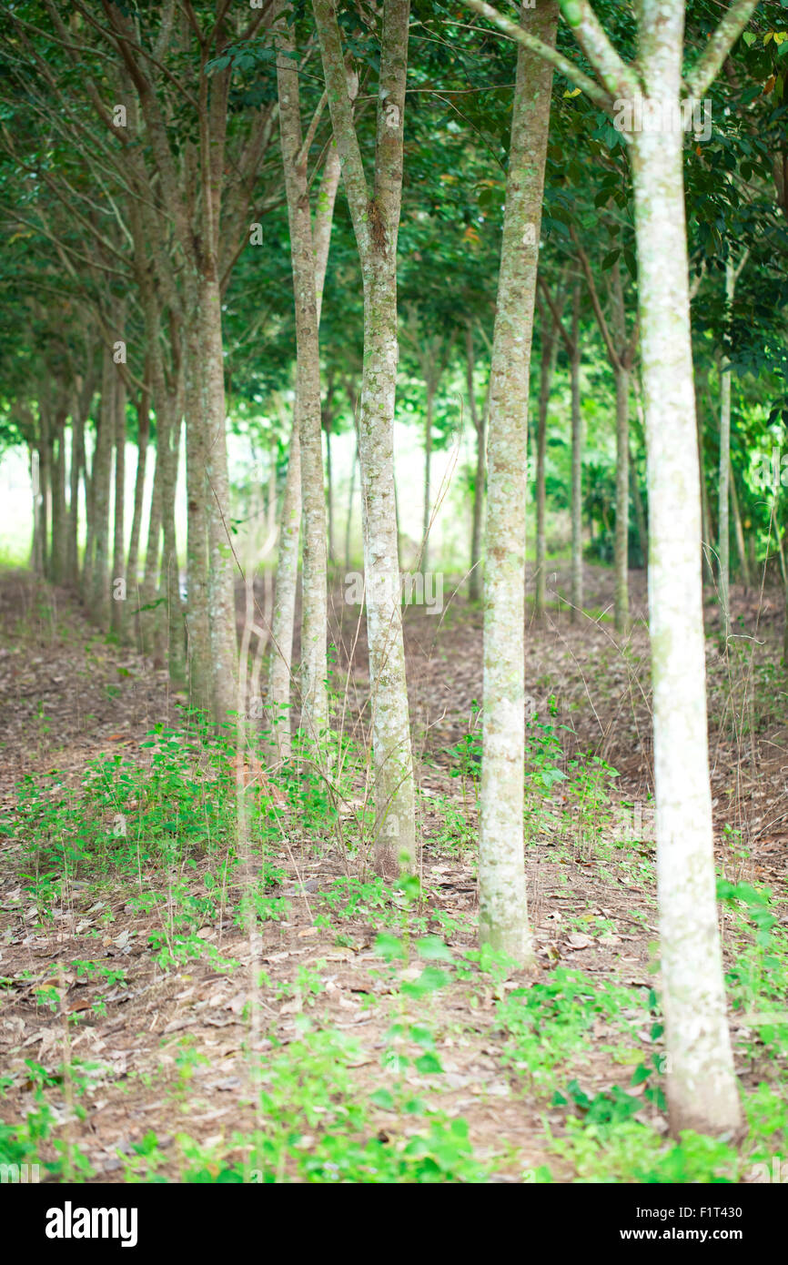 Rubber trees plantation in the southern part of Thailand Stock Photo