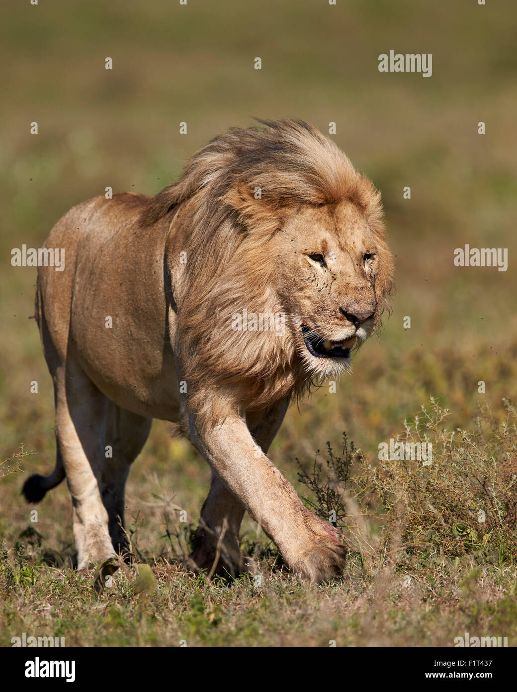 Lion (Panthera leo), Ngorongoro Conservation Area, UNESCO World Heritage Site, Serengeti, Tanzania, East Africa, Africa Stock Photo