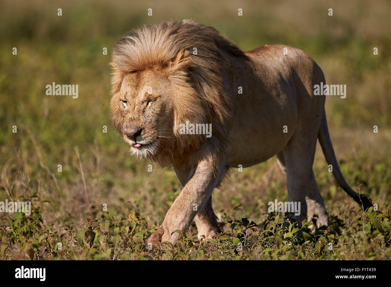 Lion (Panthera leo), Ngorongoro Conservation Area, UNESCO World Heritage Site, Serengeti, Tanzania, East Africa, Africa Stock Photo