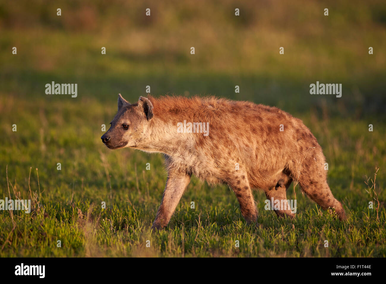 Spotted hyena (spotted hyaena) (Crocuta crocuta), Ngorongoro Conservation Area, UNESCO World Heritage Site, Serengeti, Tanzania Stock Photo