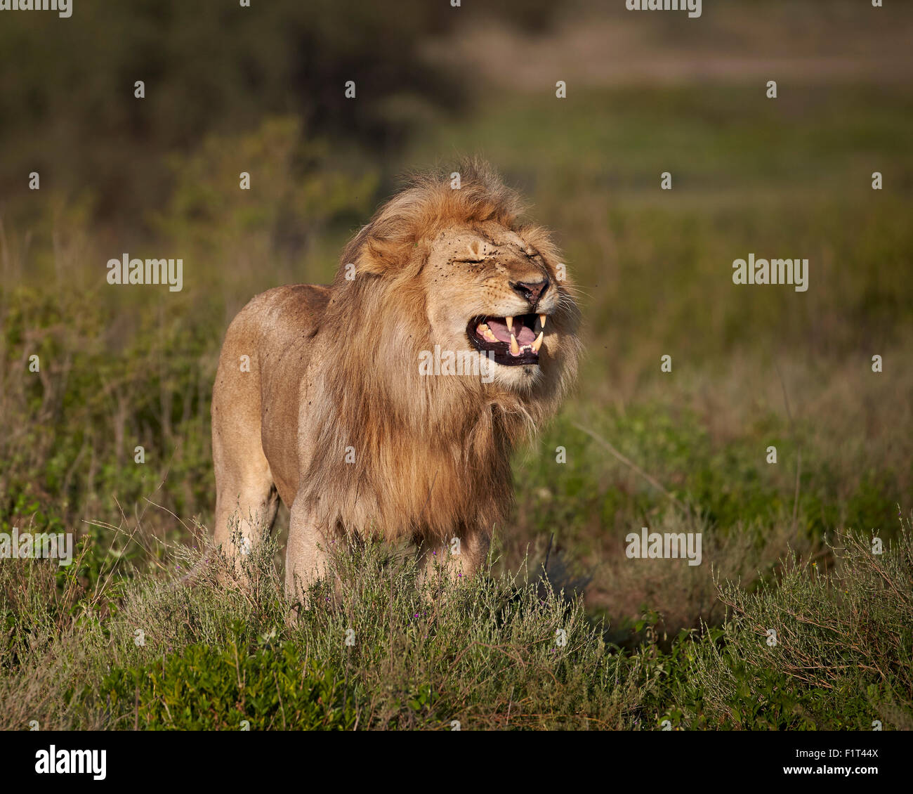 Lion (Panthera leo) demonstrating the flehmen response, Ngorongoro Conservation Area, UNESCO, Serengeti, Tanzania Stock Photo