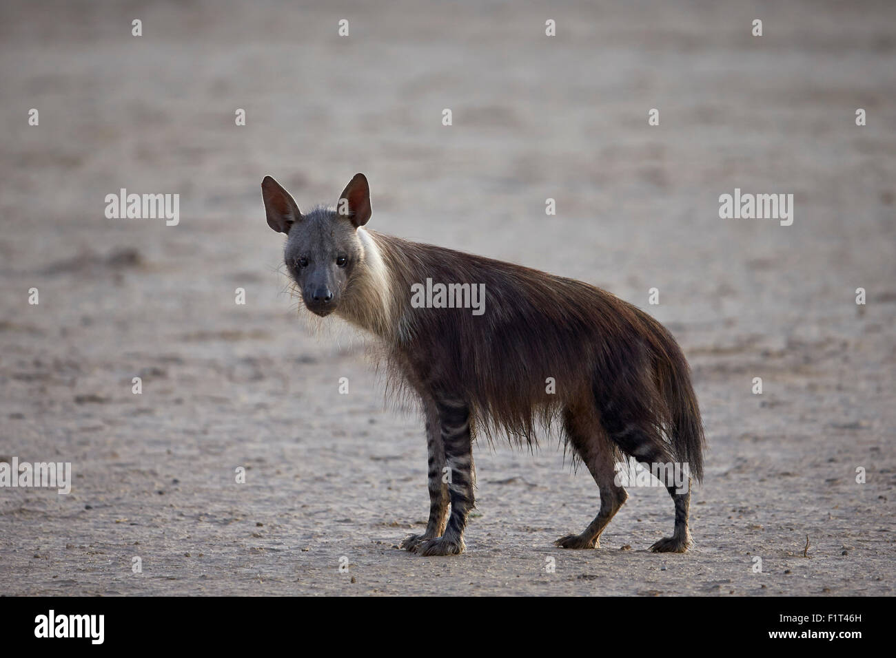 Brown hyena (Hyaena brunnea) (formerly Parahyaena brunnea), Kgalagadi Transfrontier Park, South Africa Stock Photo