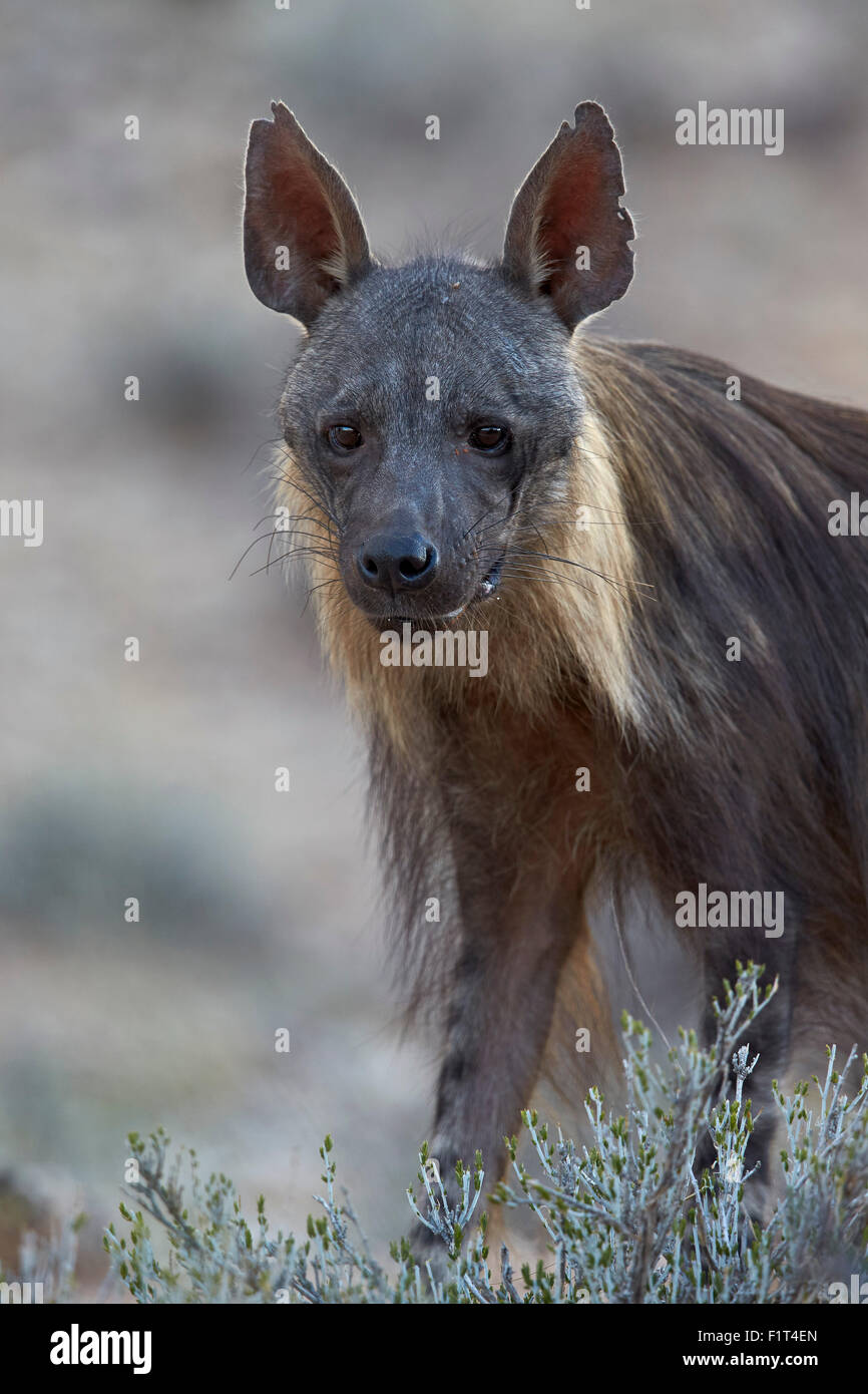 Brown Hyena Parahyaena Brunnea Hi res Stock Photography And Images Alamy
