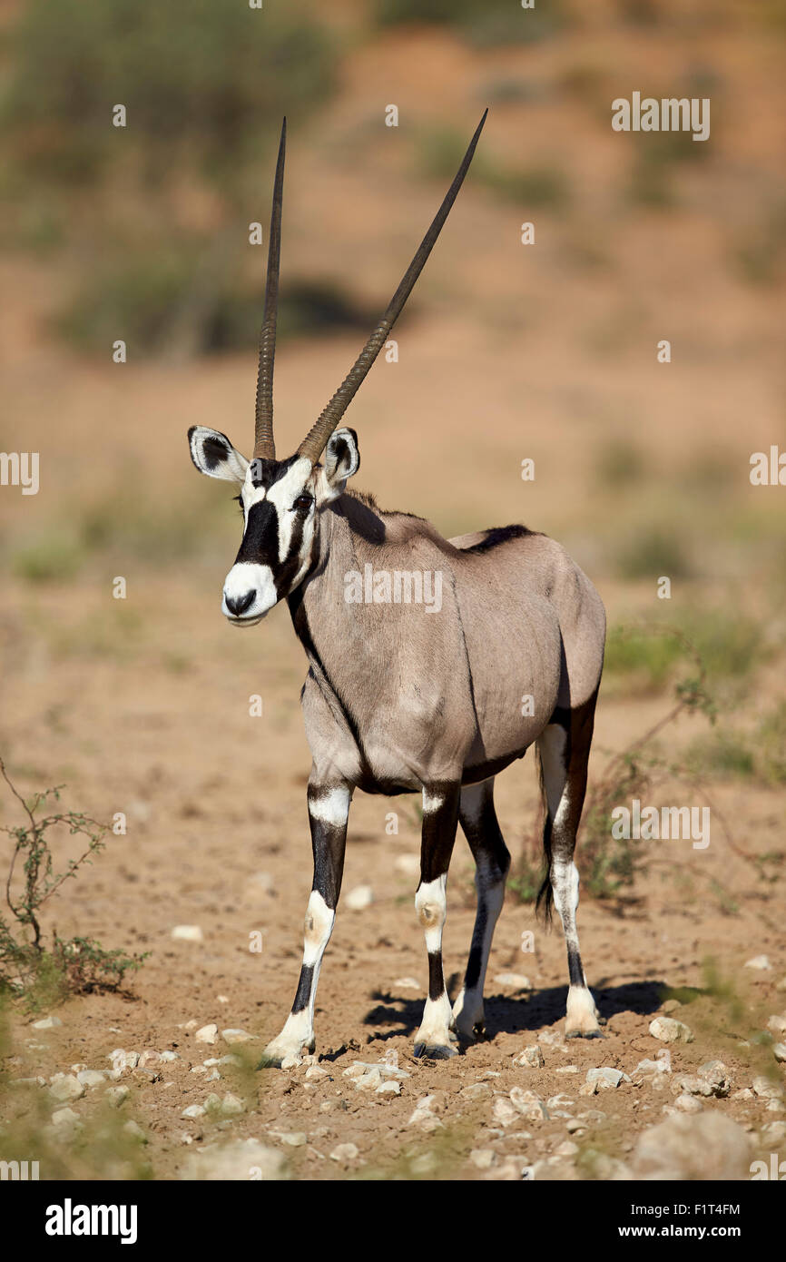 Gemsbok (South African oryx) (Oryx gazella), Kgalagadi Transfrontier Park, South Africa Stock Photo