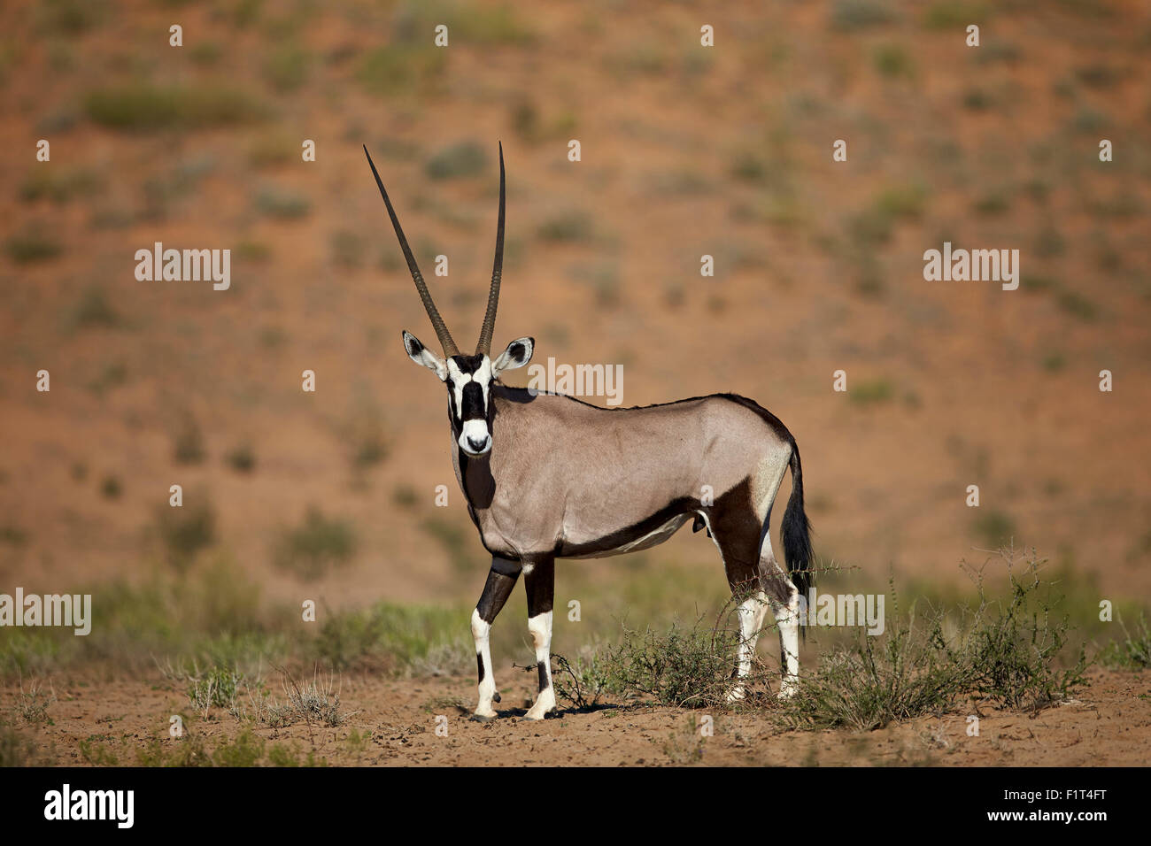 Gemsbok (South African oryx) (Oryx gazella), Kgalagadi Transfrontier Park, South Africa Stock Photo