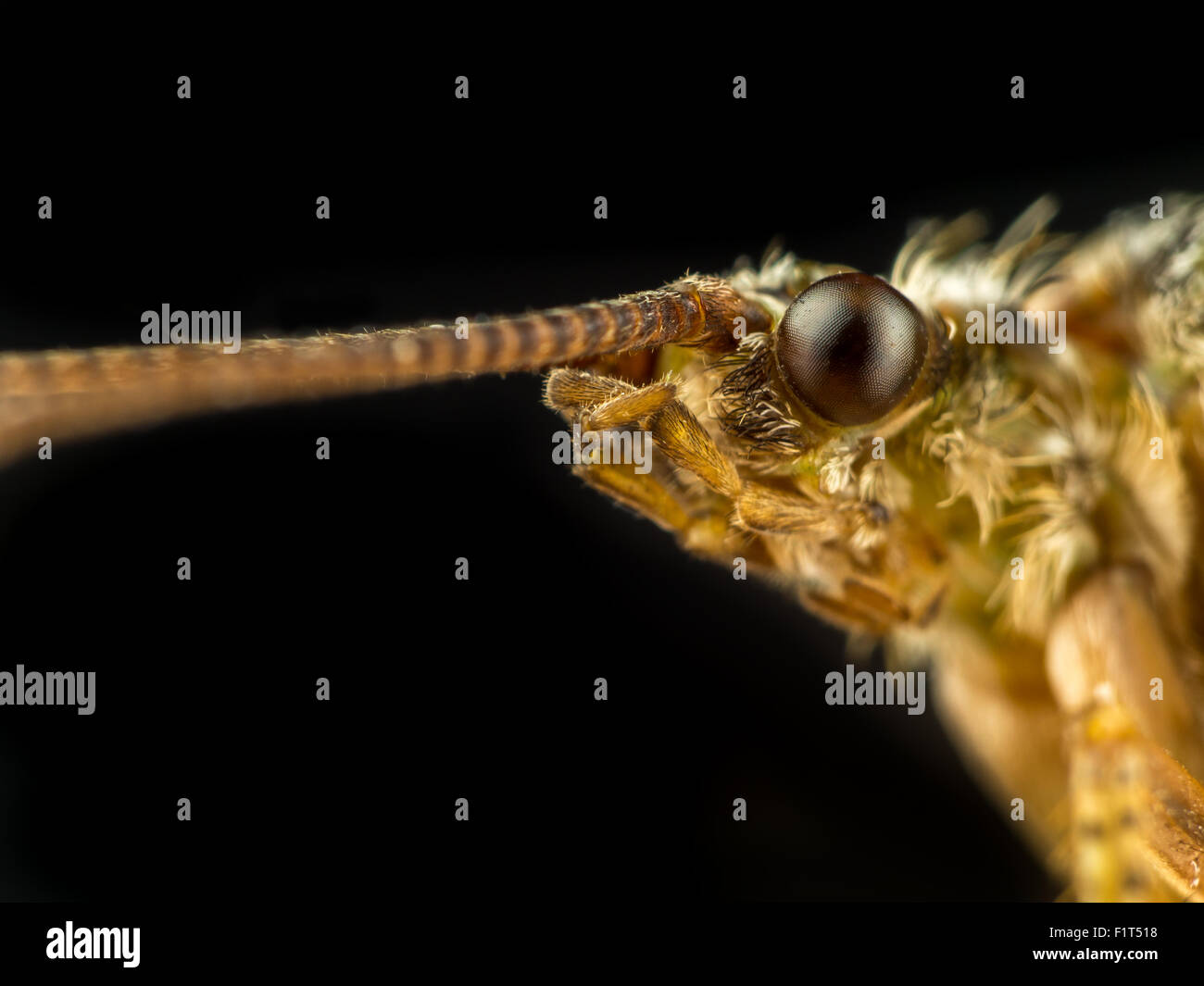 Closeup of moth head on black background Stock Photo