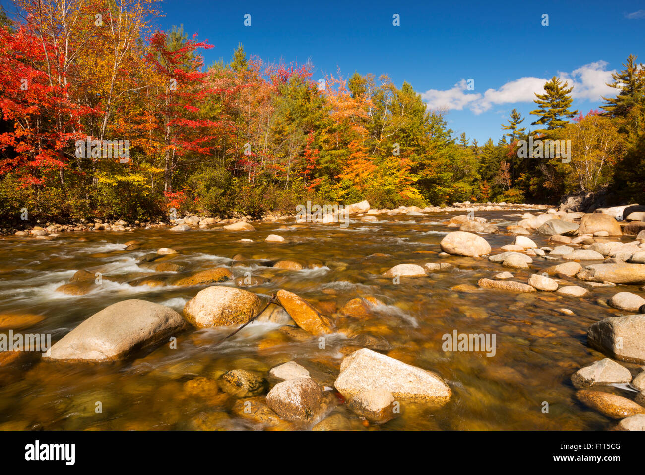 Multi-coloured fall foliage along a river. Photographed at the Swift River, White Mountain National Forest in New Hampshire, USA Stock Photo