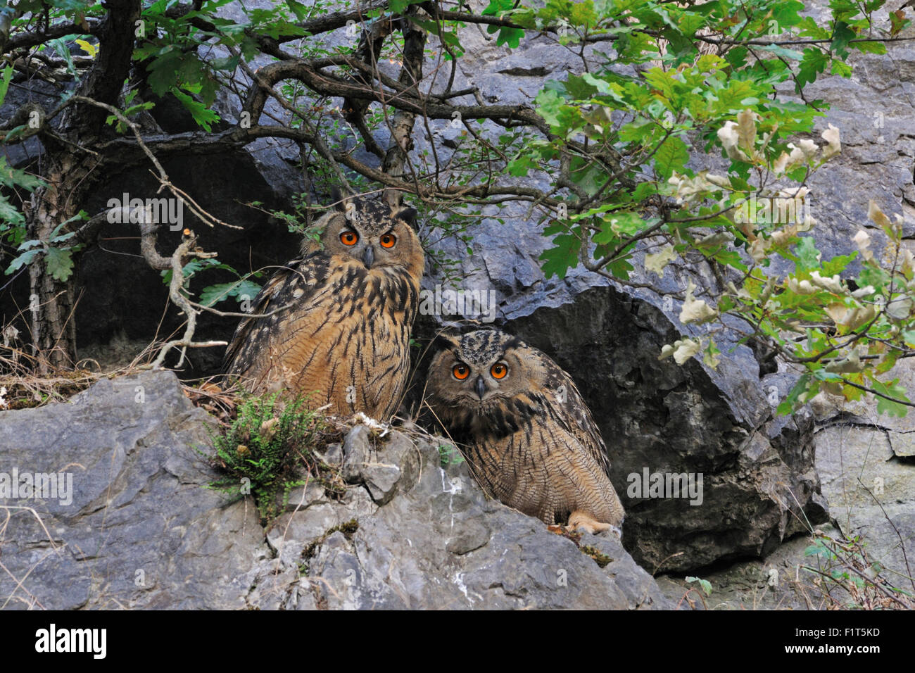 Two wild Northern Eagle Owls / Europaeische Uhus ( Bubo bubo ) hiding over day under bushes in an old quarry, watching narrowly. Stock Photo