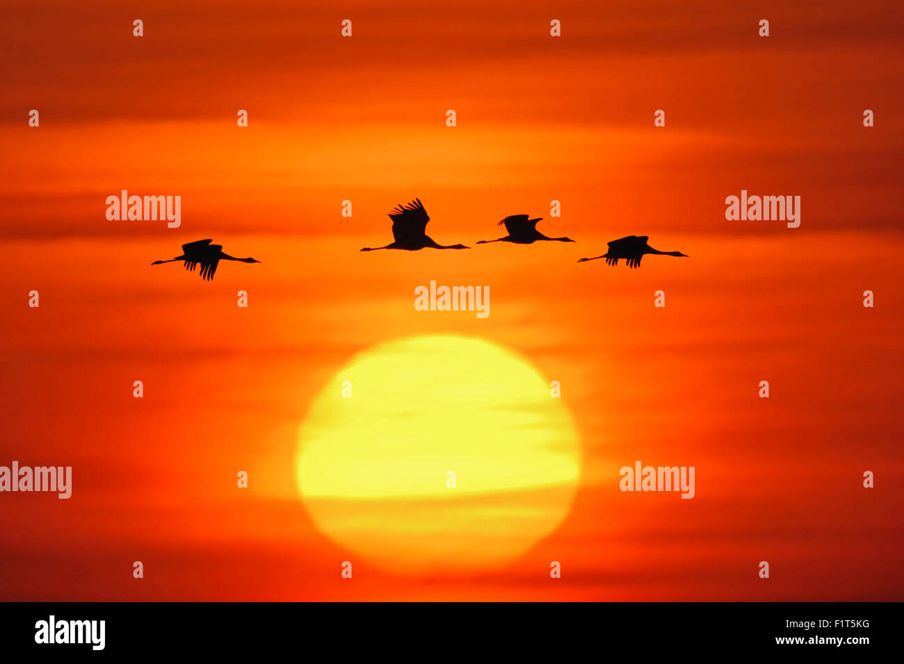 Silhouette of a flock of Common Cranes / Graue Kraniche ( Grus grus ) flying in front of a beautiful sunrise / red sky. Stock Photo