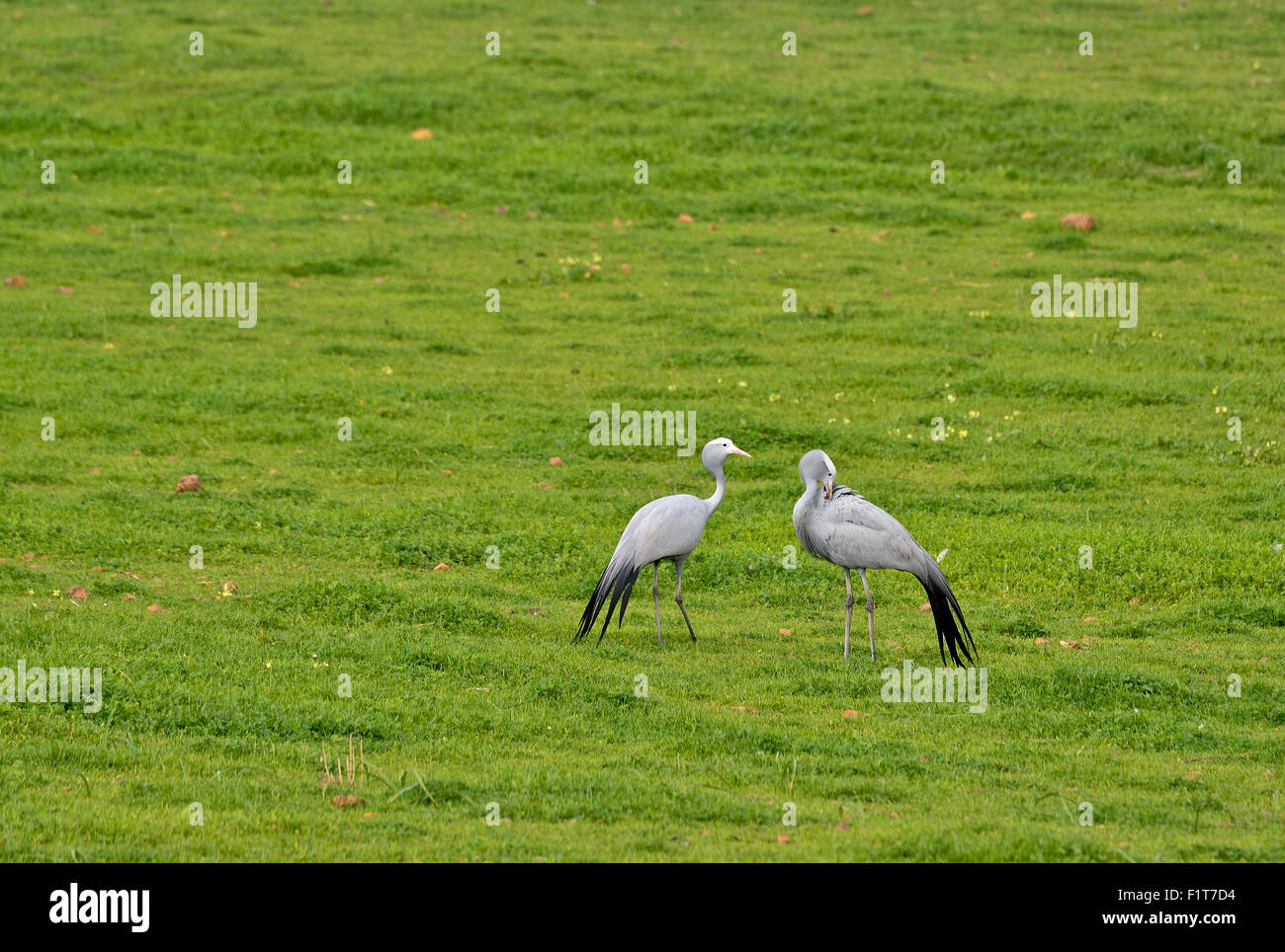 South Africa, Paradise Cranes or Blue Cranes or Stanley Cranes, Anthropoides paradiseus Stock Photo
