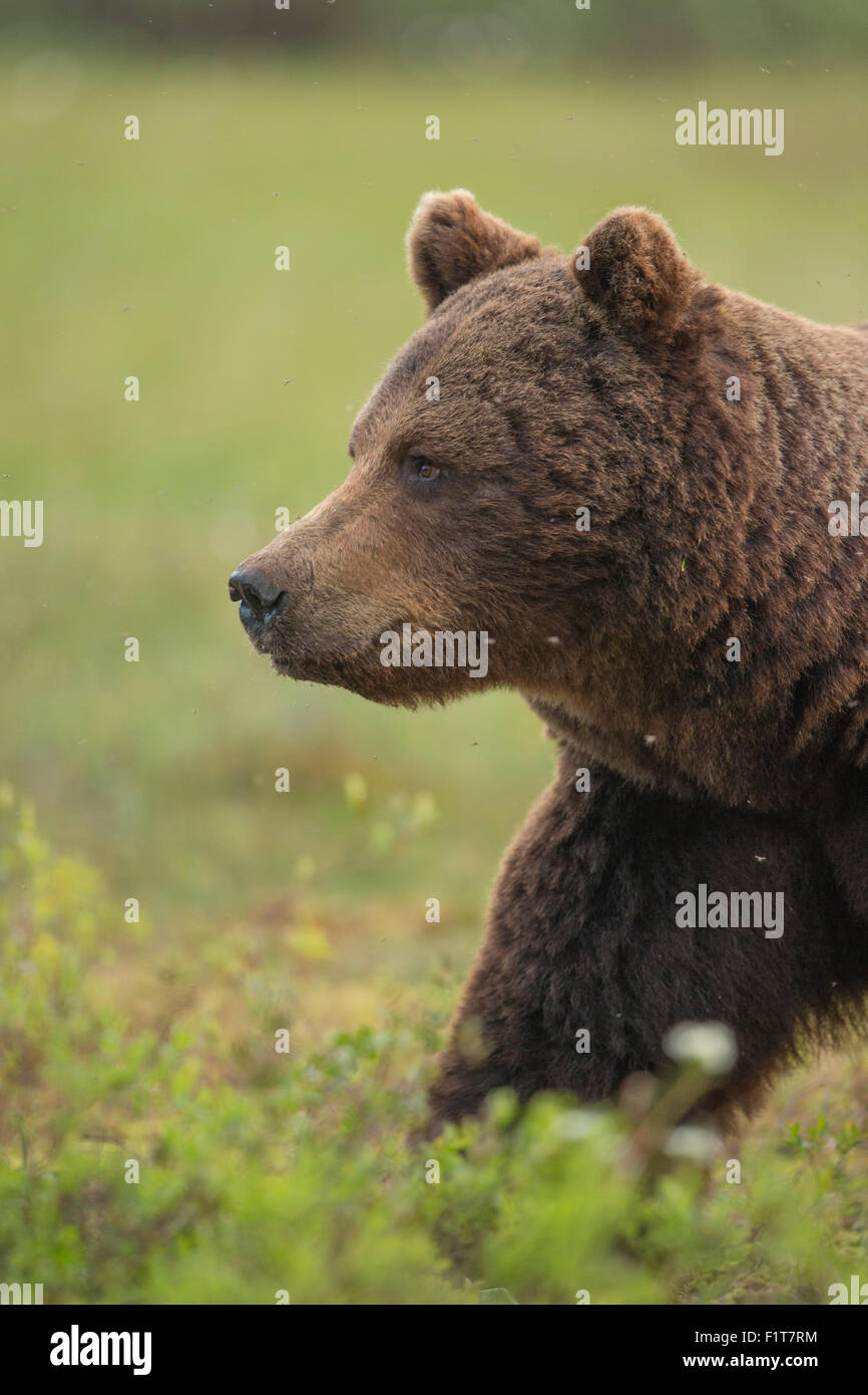European Brown Bear, Ursus arctos arctos Stock Photo - Alamy