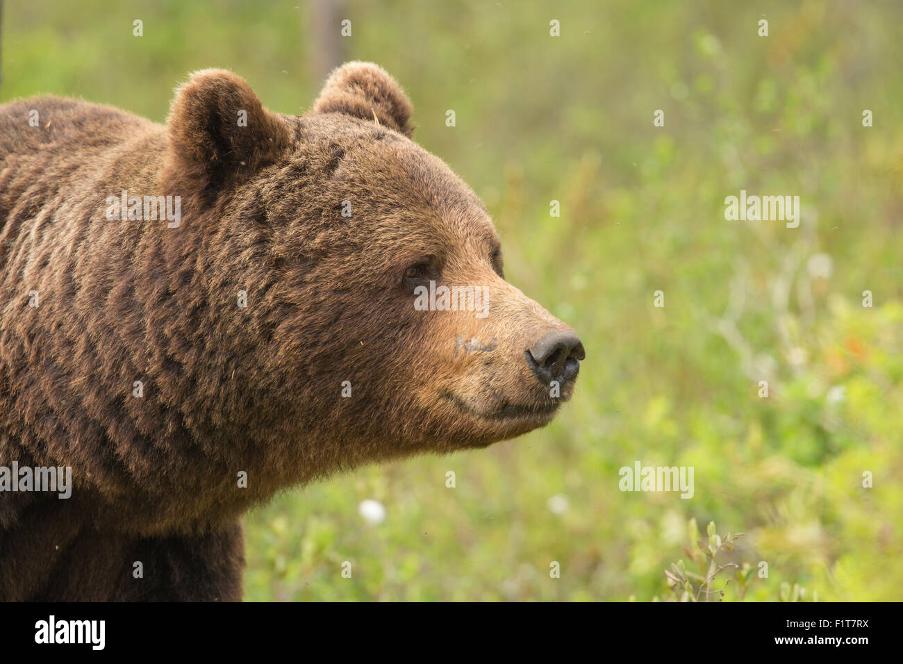 European Brown Bear, Ursus arctos arctos Stock Photo - Alamy