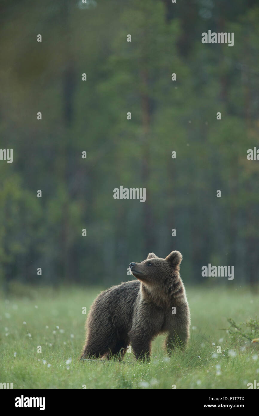 European Brown Bear, Ursus arctos arctos Stock Photo - Alamy