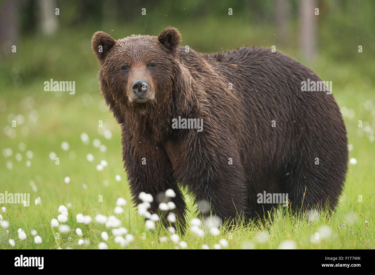 European Brown Bear, Ursus arctos arctos Stock Photo - Alamy
