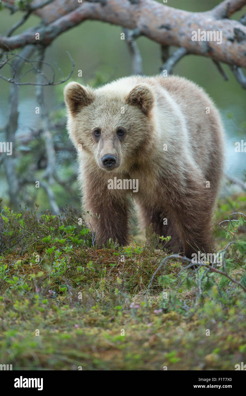 European Brown Bear, Ursus arctos arctos Stock Photo - Alamy