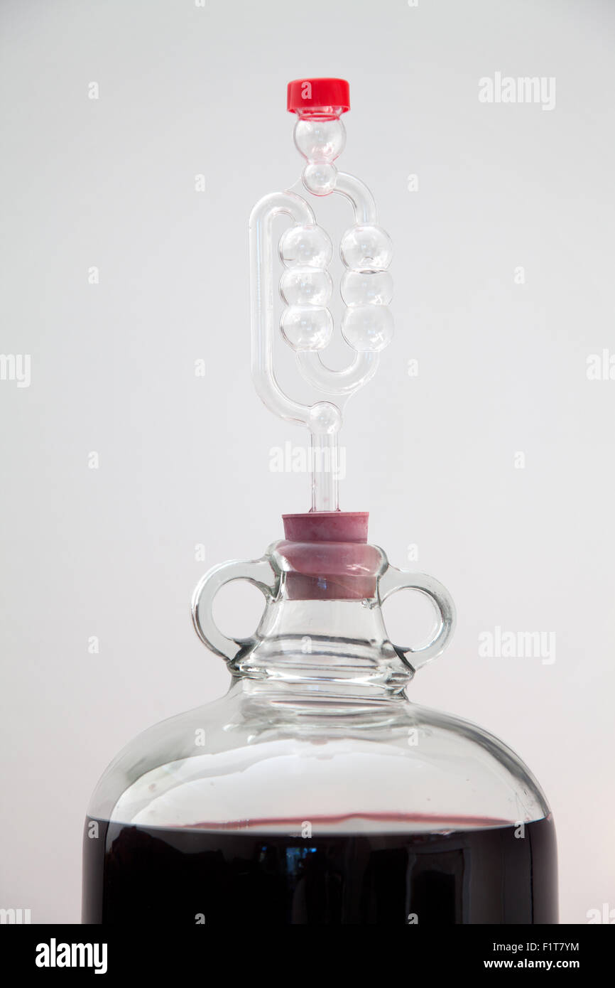 Glass demijohn bottle fitted with airlock containing fermenting red wine Stock Photo