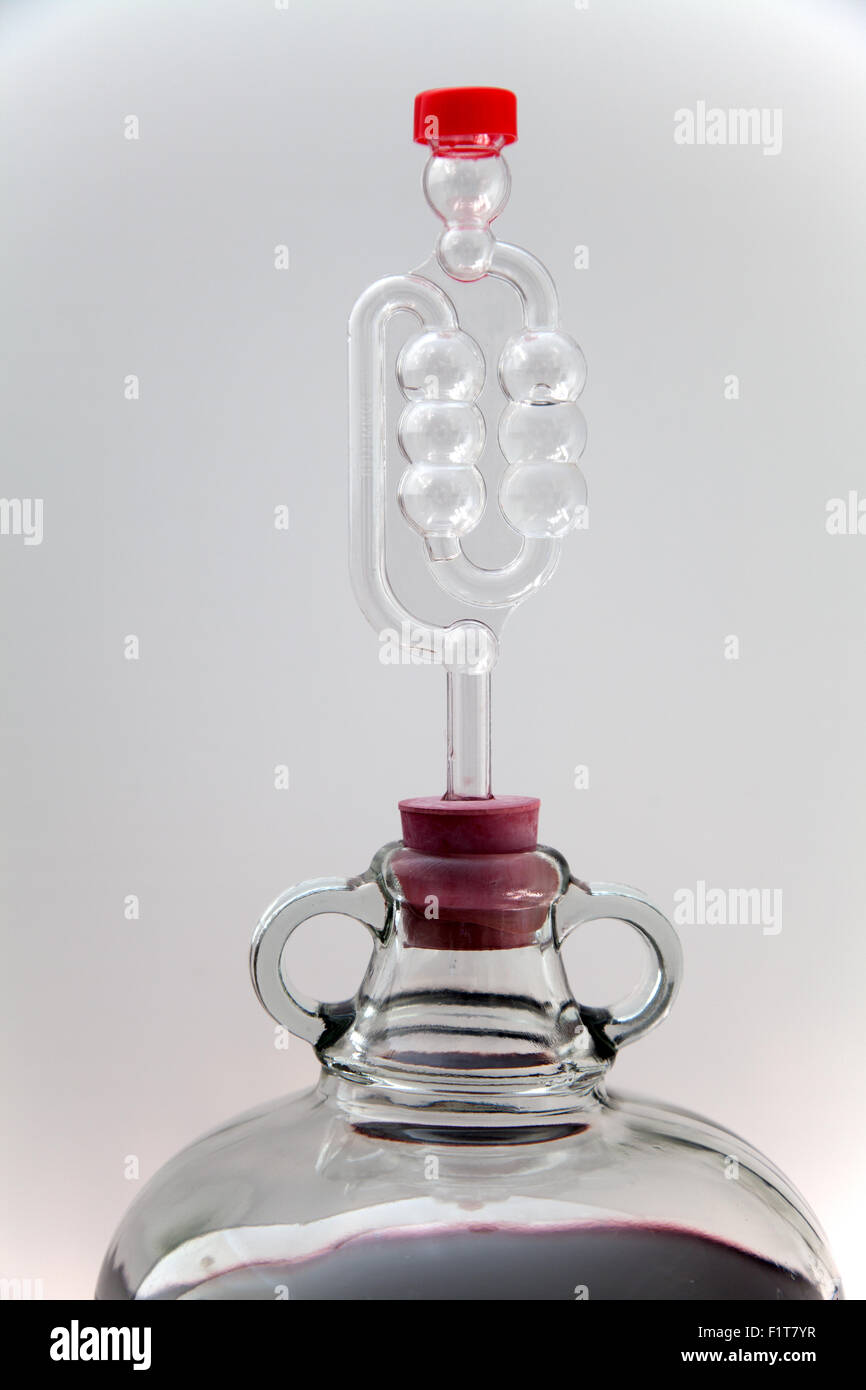 Glass demijohn bottle fitted with airlock containing fermenting red wine Stock Photo