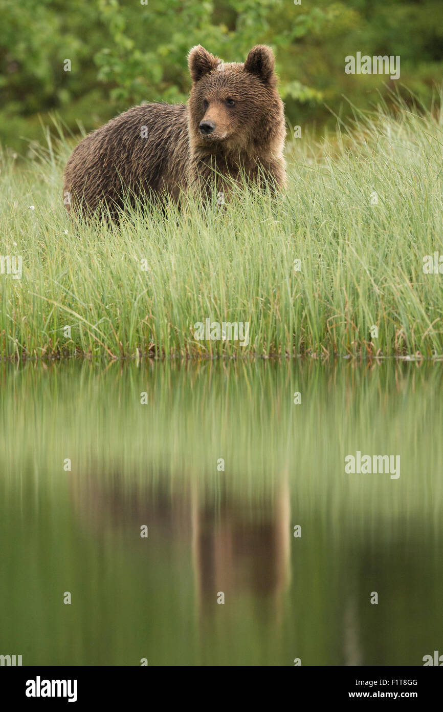 European Brown Bear, Ursus arctos arctos Stock Photo - Alamy