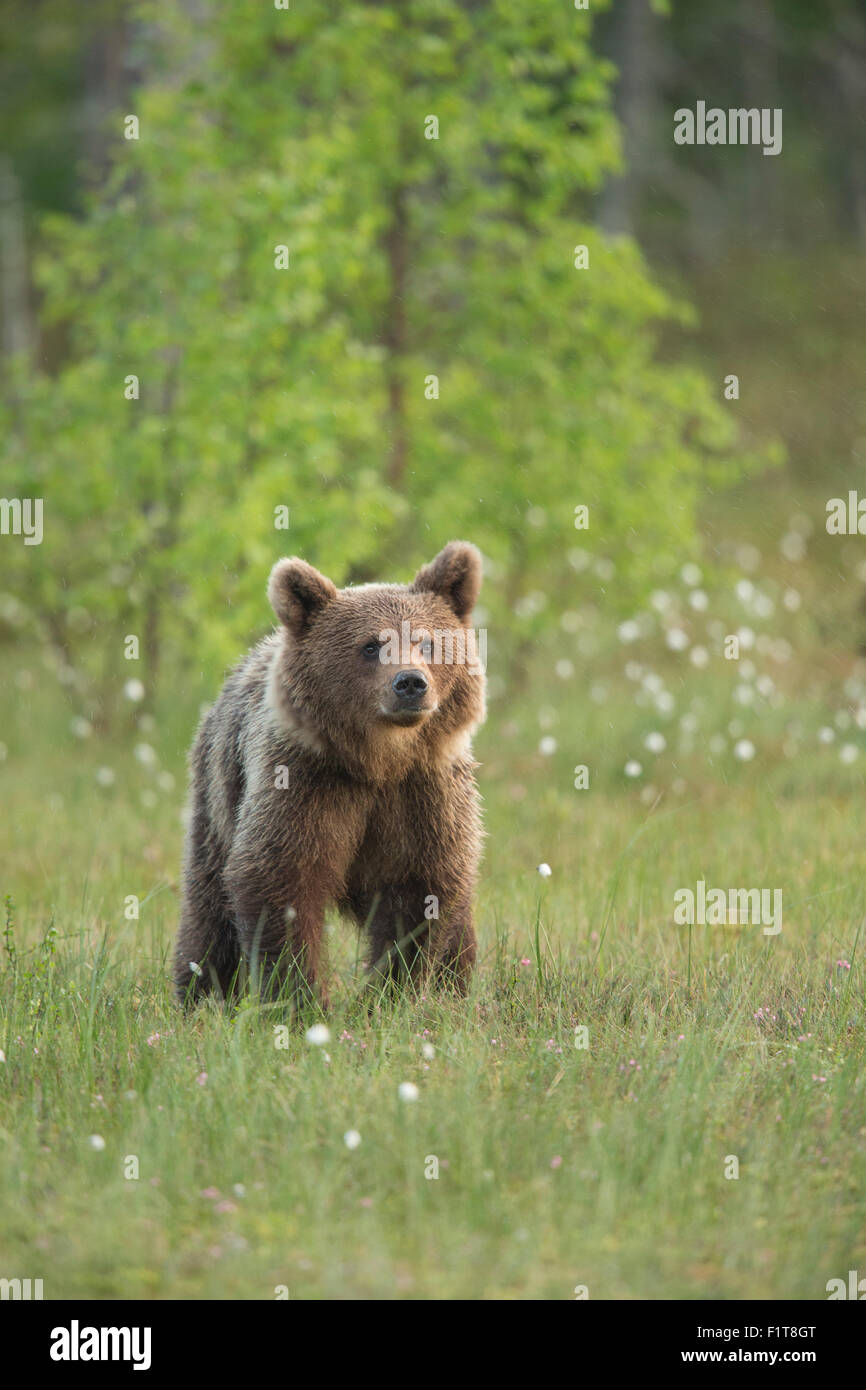 European Brown Bear, Ursus arctos arctos Stock Photo - Alamy