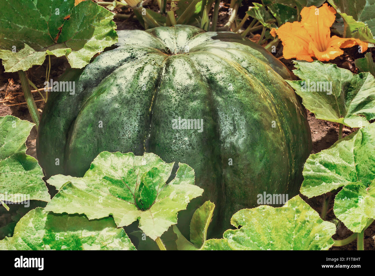 In the garden grows a large pumpkin dark green, surrounded by green ...