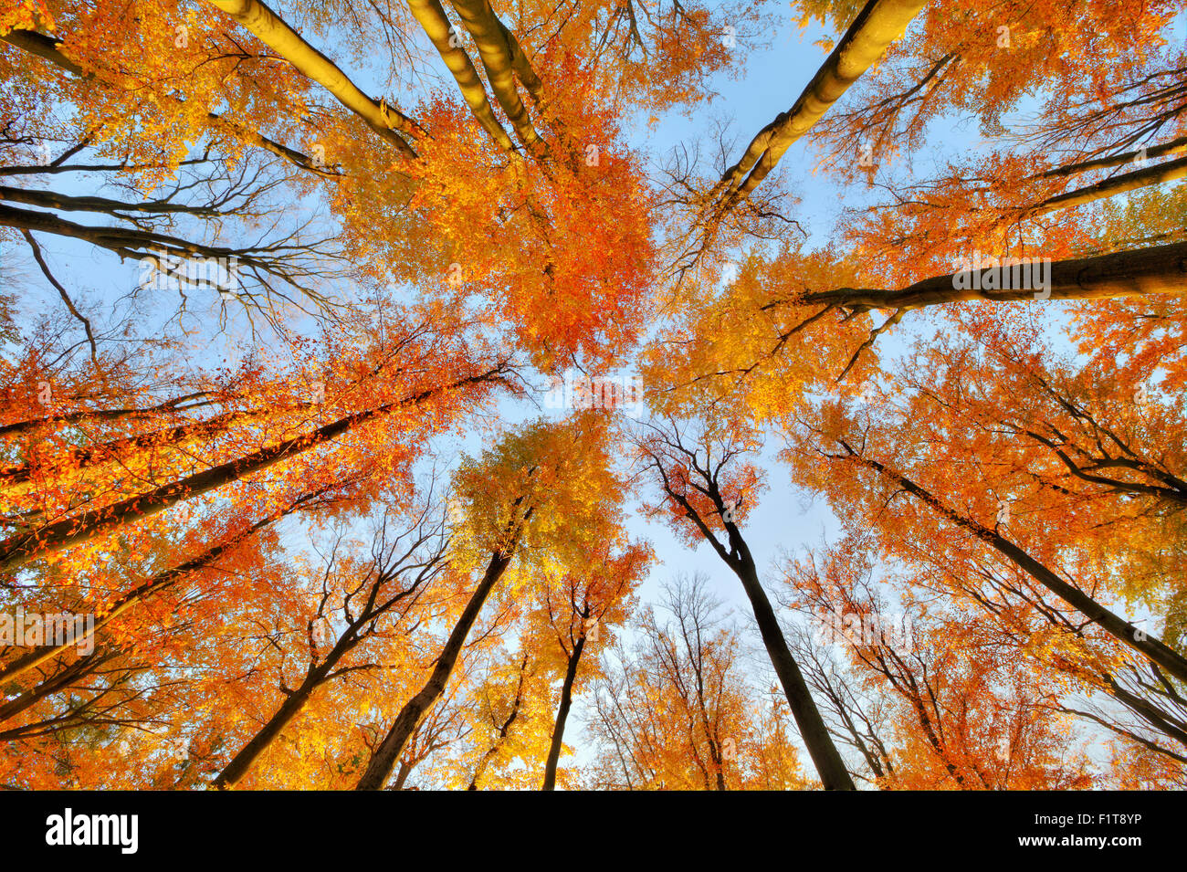 Beautiful trees set against the blue sky Stock Photo - Alamy