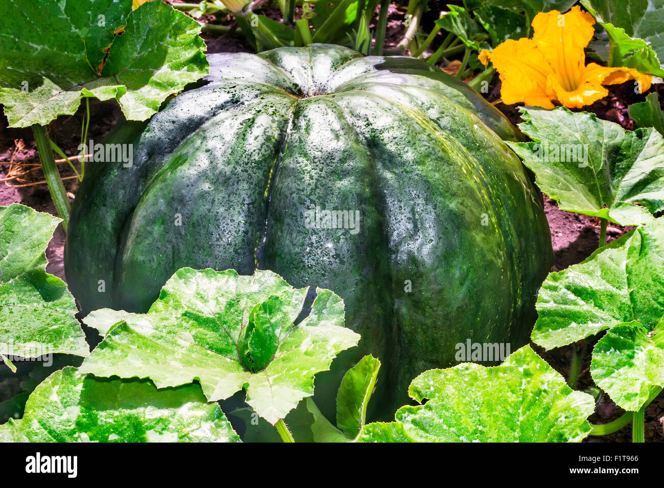 In the garden grows a large pumpkin dark green, surrounded by green ...