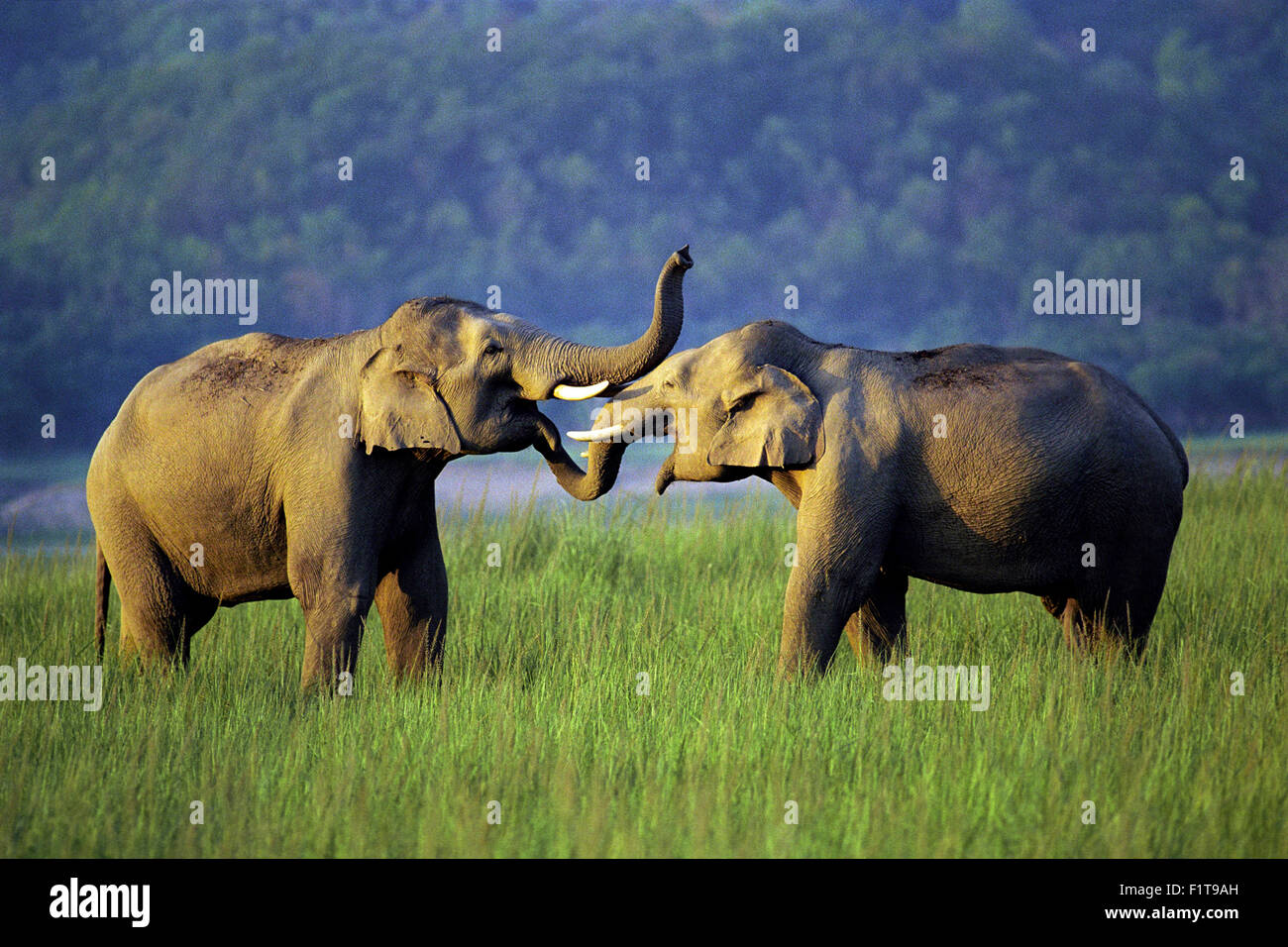 The image was shot in Corbett national park India Stock Photo