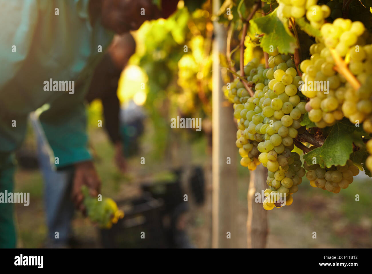 Bunch of Grapes on vines at vineyard with grape picker working in background. Stock Photo