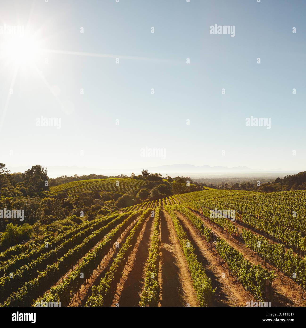 Green cultivated farm fields with grape crops for the winemaking industry. View of the grape vines in rows on the farm with blue Stock Photo