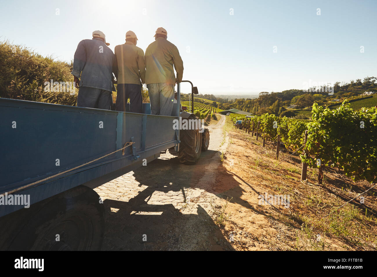 People riding in a tractor wagon through grape farms. Vineyard worker on a wagon ride at farm. Stock Photo