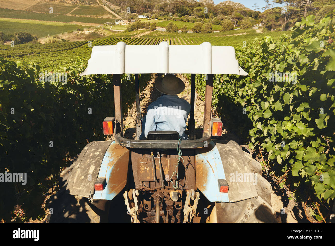 Rear view of a farmer driving tractor through vineyard during harvest time. Stock Photo