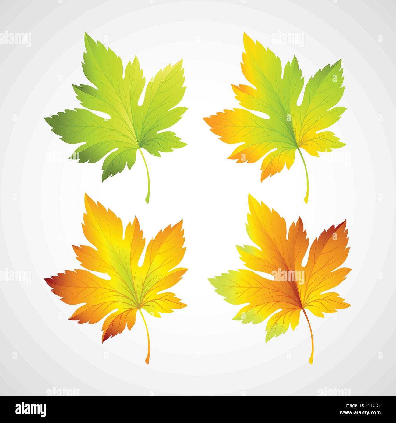 Set fall vector leaves for your design Stock Vector Image & Art - Alamy