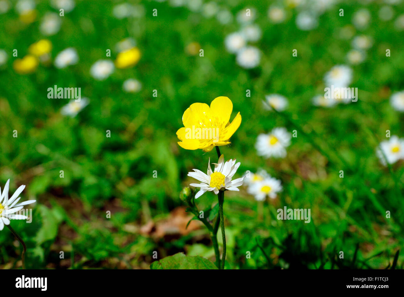 BUTTERCUP & DAISY Stock Photo Alamy