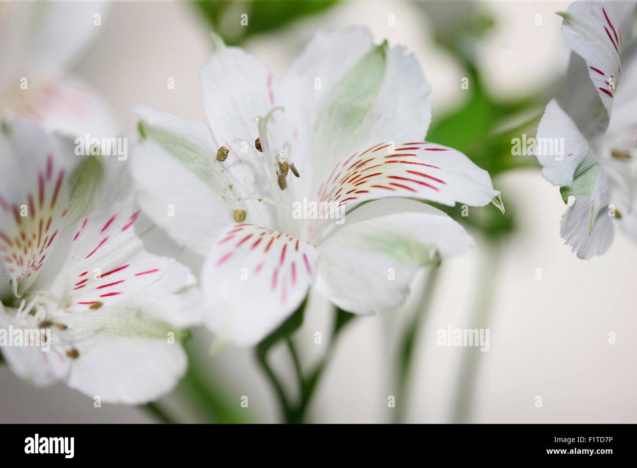 alstroemeria symbolizes friendship and devotion Jane Ann Butler