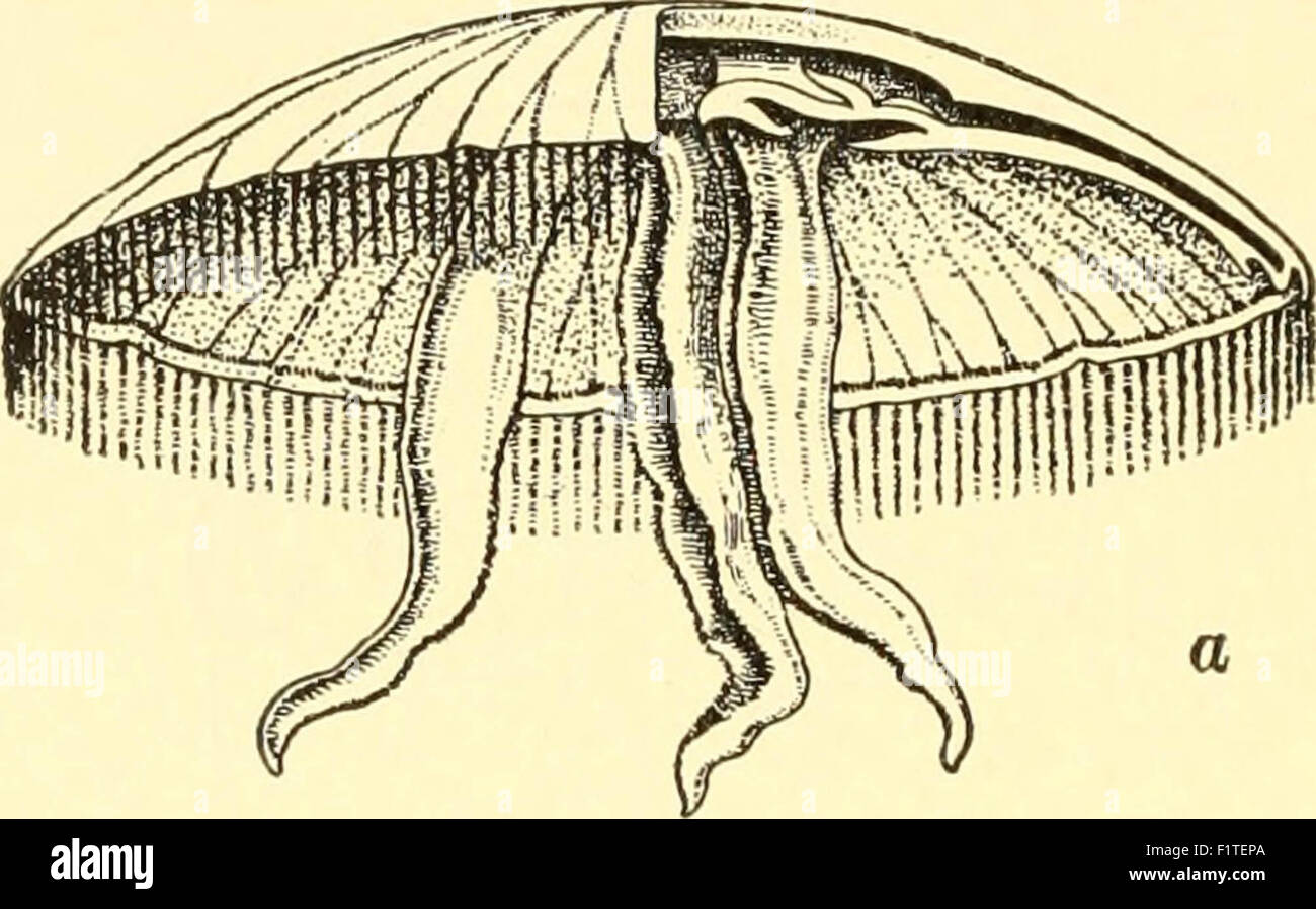 Elementary biology; an introduction to the science of life Stock Photo