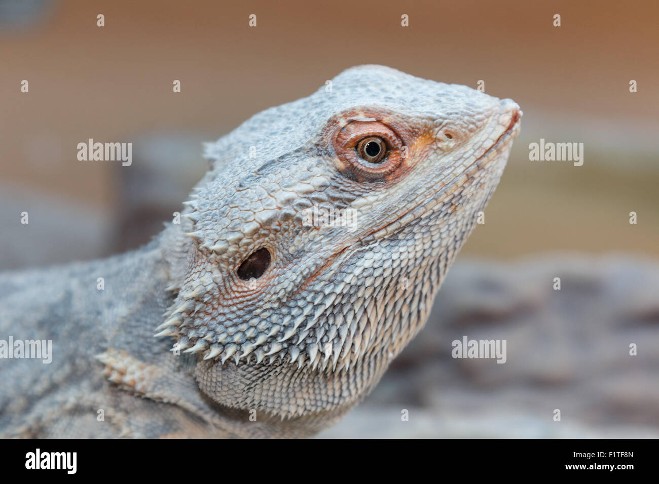 Bearded dragon eye hi-res stock photography and images - Alamy