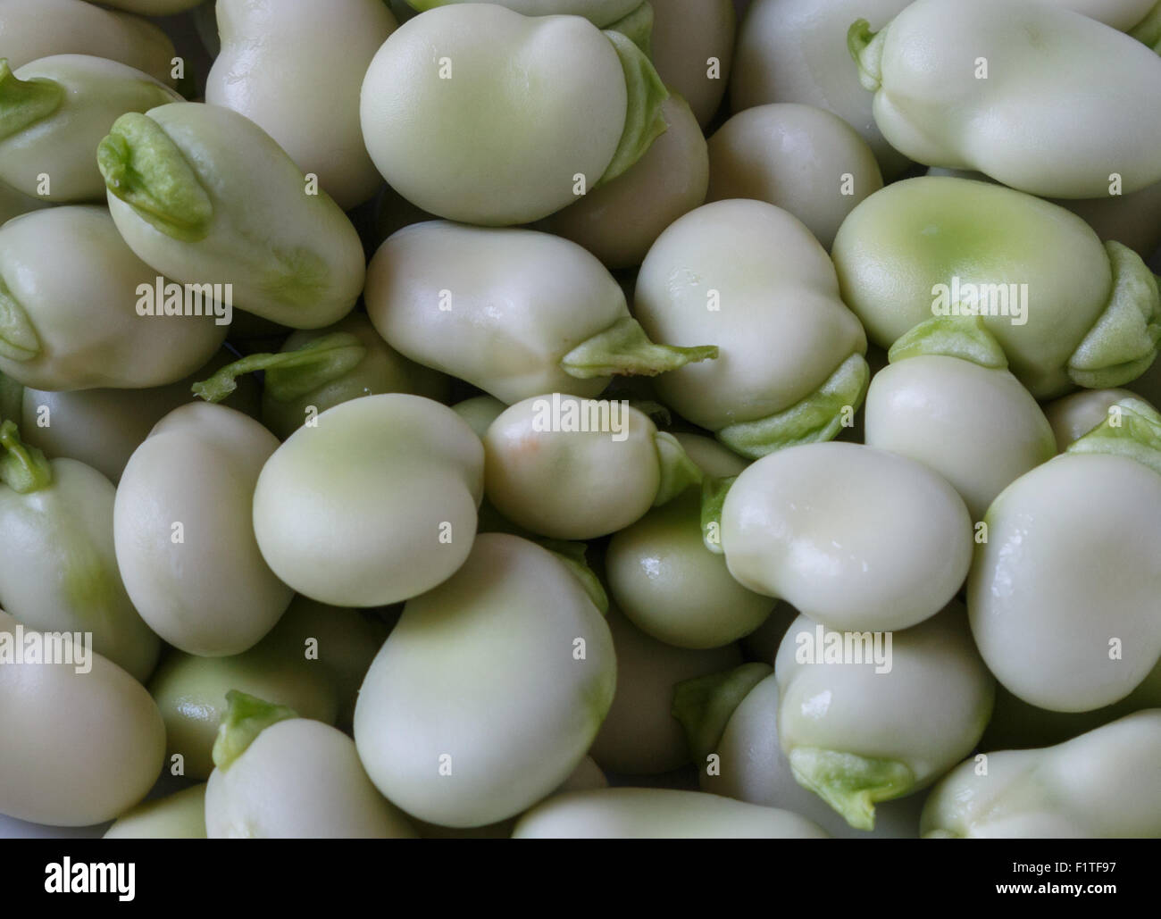 Broad beans freshly harvested and removed from the pods. Shelled beans