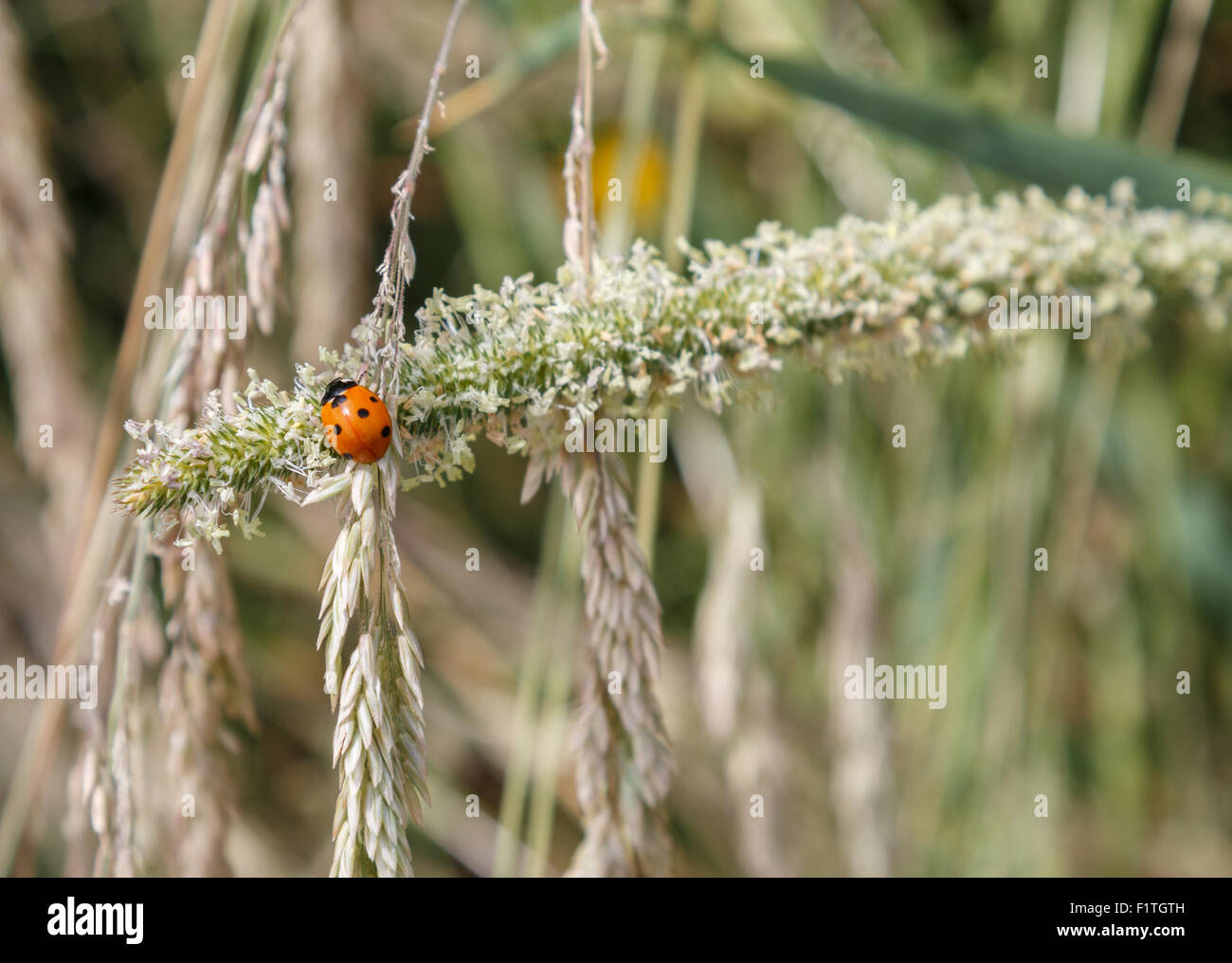 Ladybird on a grass flower stem.  The ladybird or ladybug is red and spotted Stock Photo