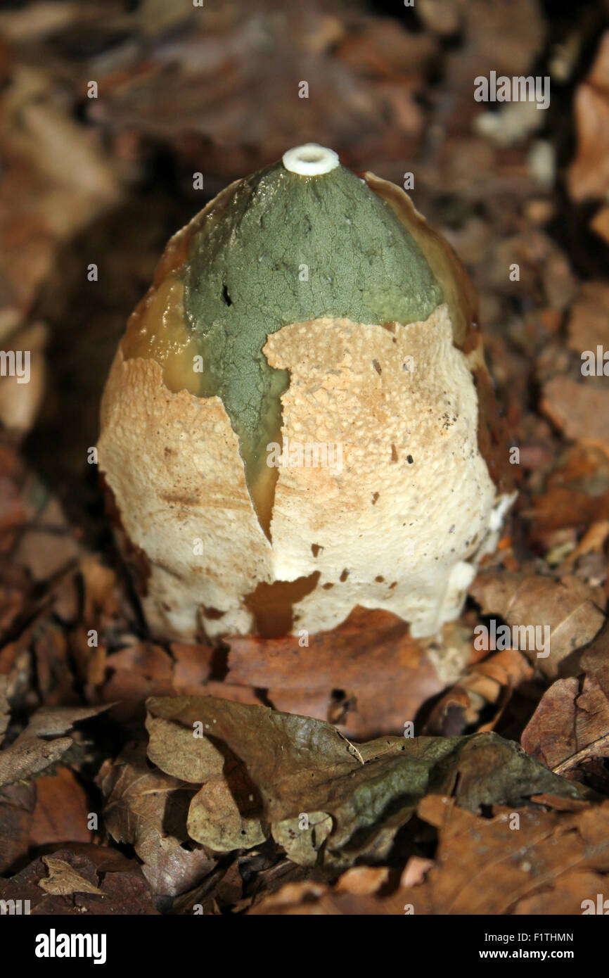 Common Stinkhorn Phallus impudicus Erupting From It's Egg Stock Photo