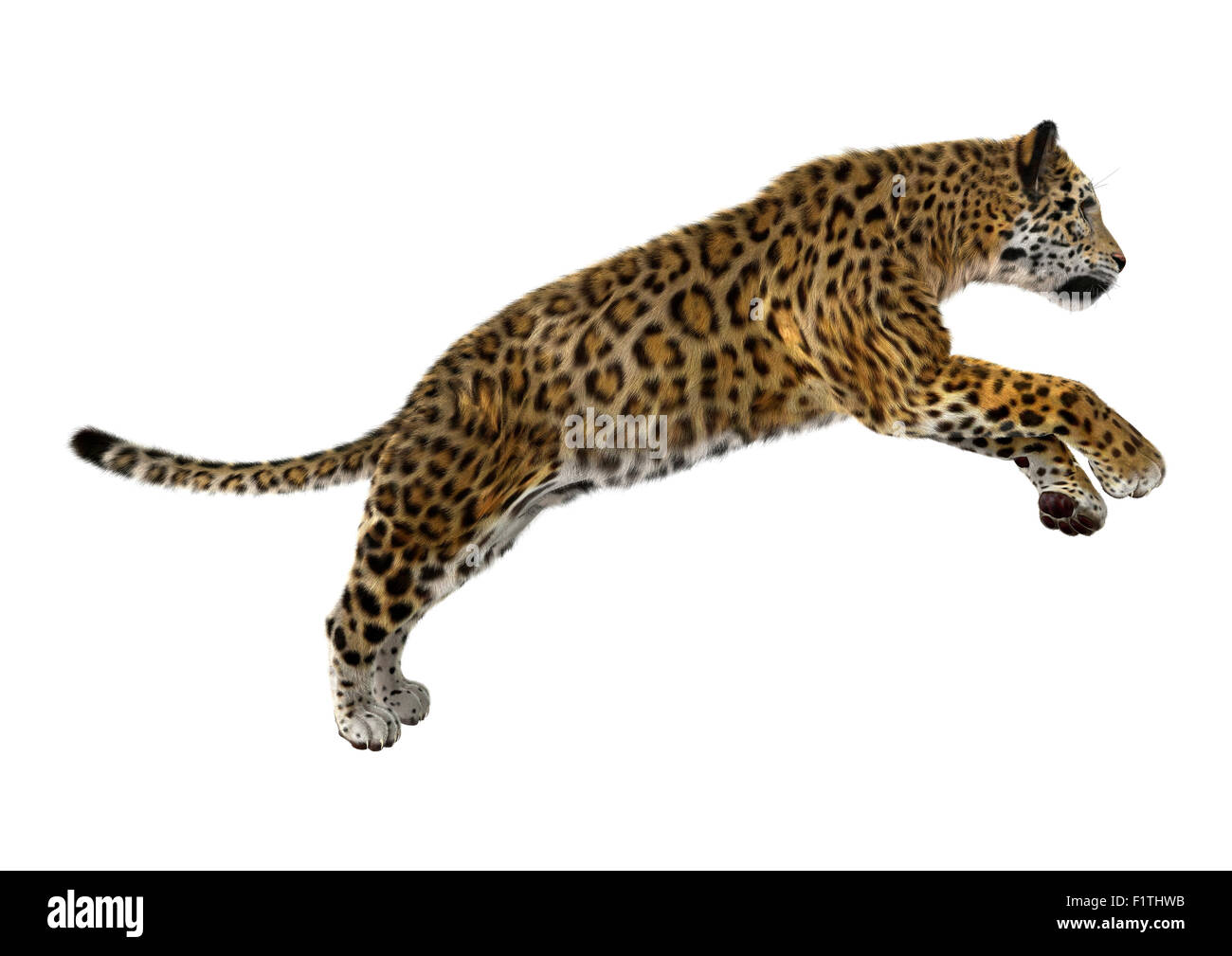 3D digital render of a big cat jaguar jumping isolated on white