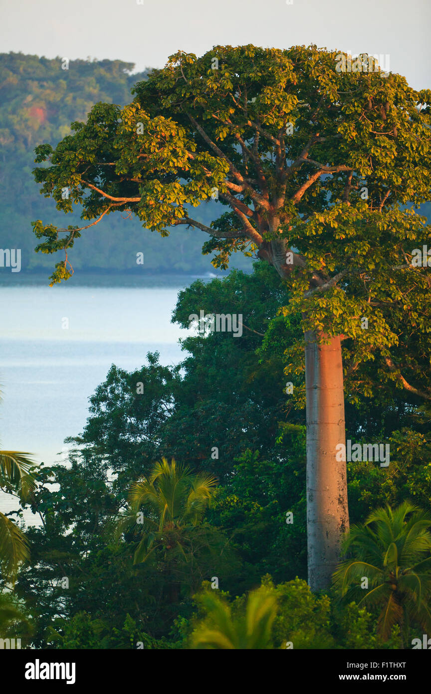 Large Cuipo tree, Cavanillesia platanifolia, at Punta Patino nature reserve, Pacific coast, Darien province, Republic of Panama. Stock Photo
