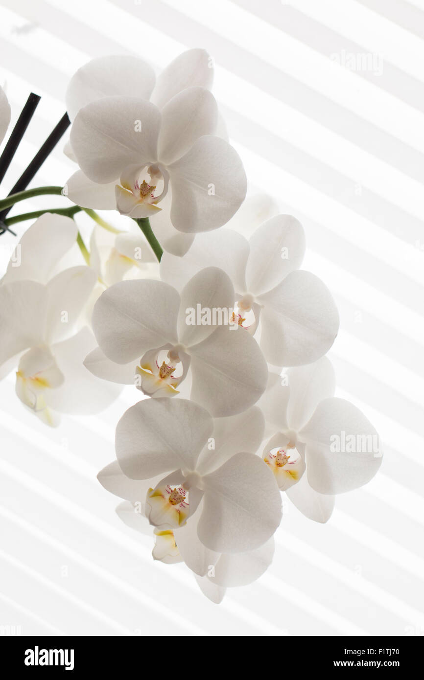 white orchids high key Stock Photo