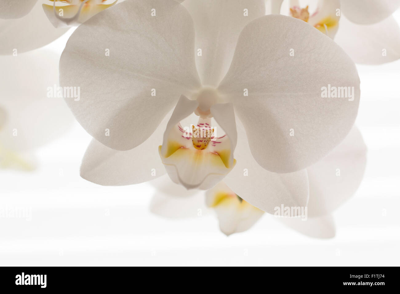 Close-up of white orchids Stock Photo